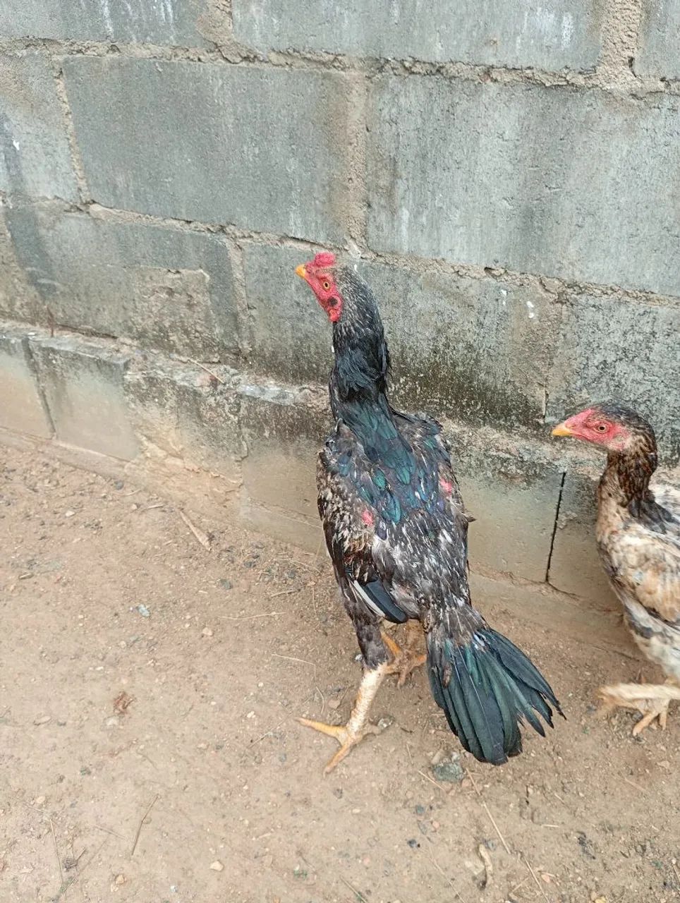 Frango indio - Foto 2