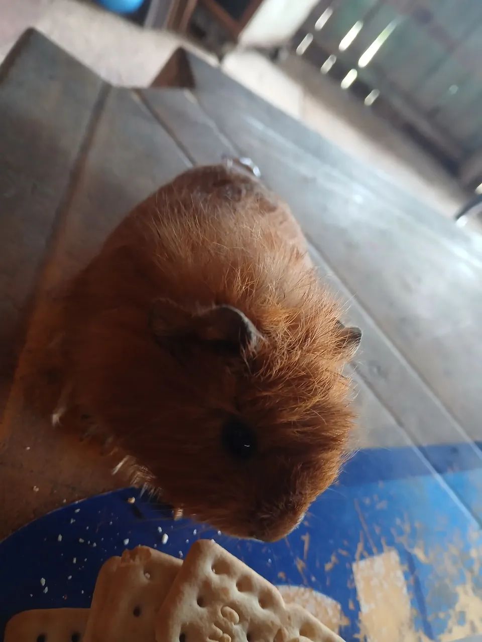 3 porquinhos da índia macho - Foto 2