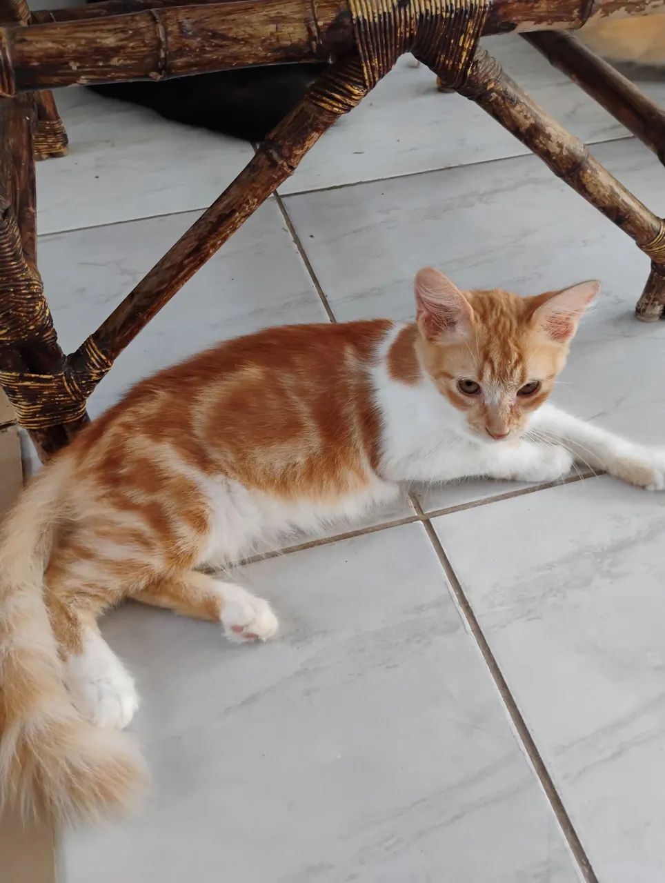 Adoção responsável  - Foto 3