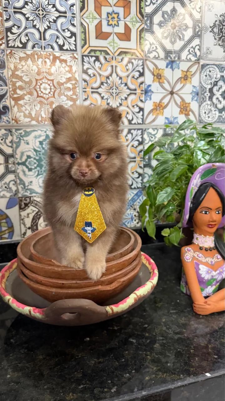 Spitz alemão macho e fêmea. - Foto 4