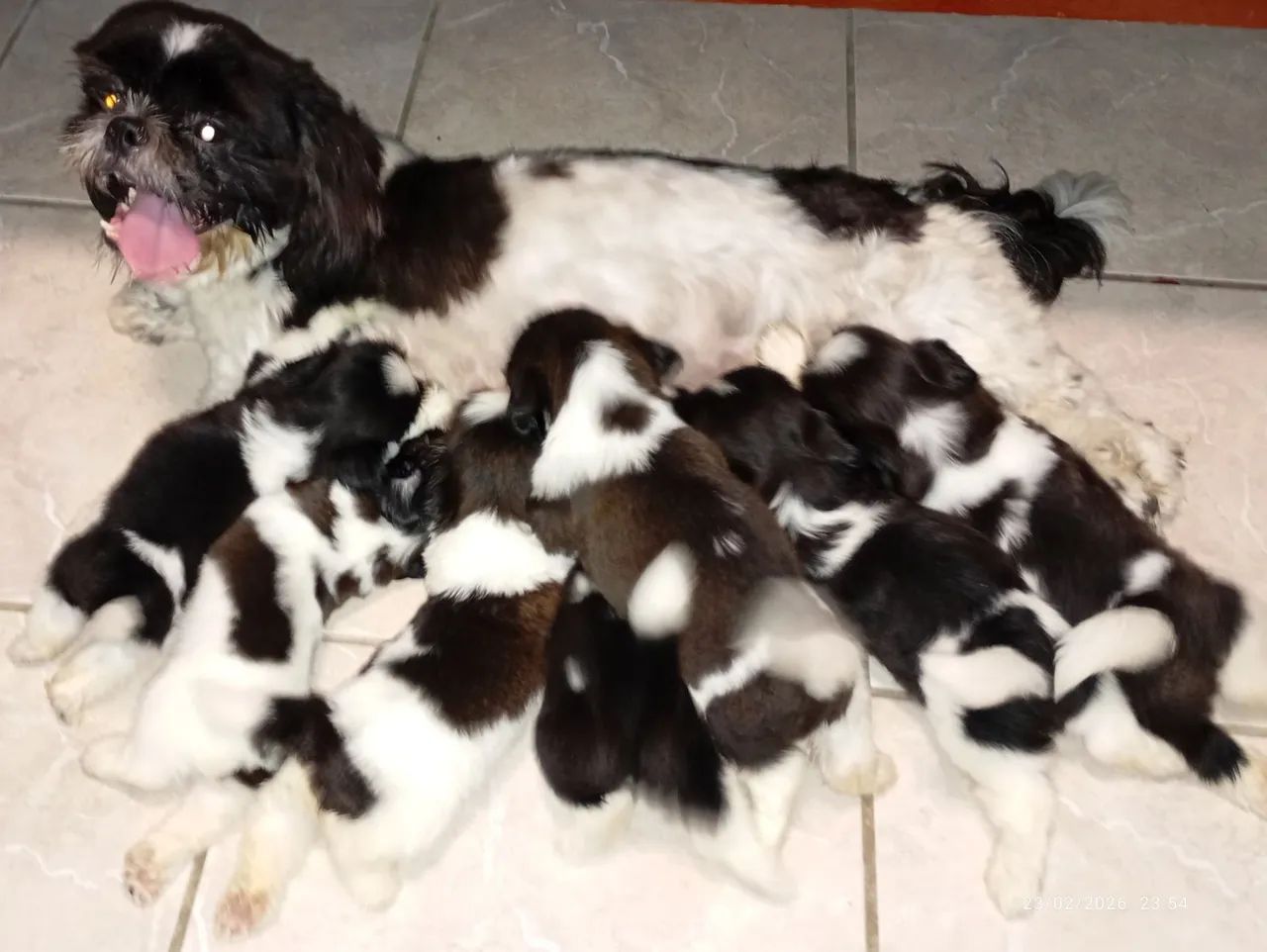 Pet da raça shih Tzu preço 1.200