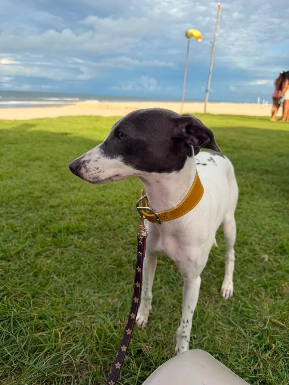 Galgo wippet 