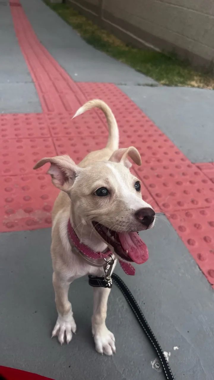 Cachorrinha - Foto 3