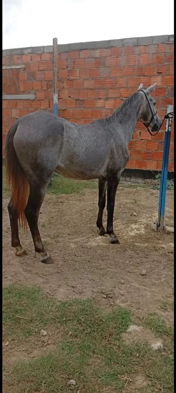 Potra Top