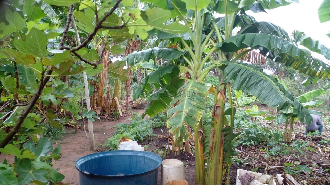 Vendo  sítio à beira do rio cuiabá | várzea grande/mt - Foto 2