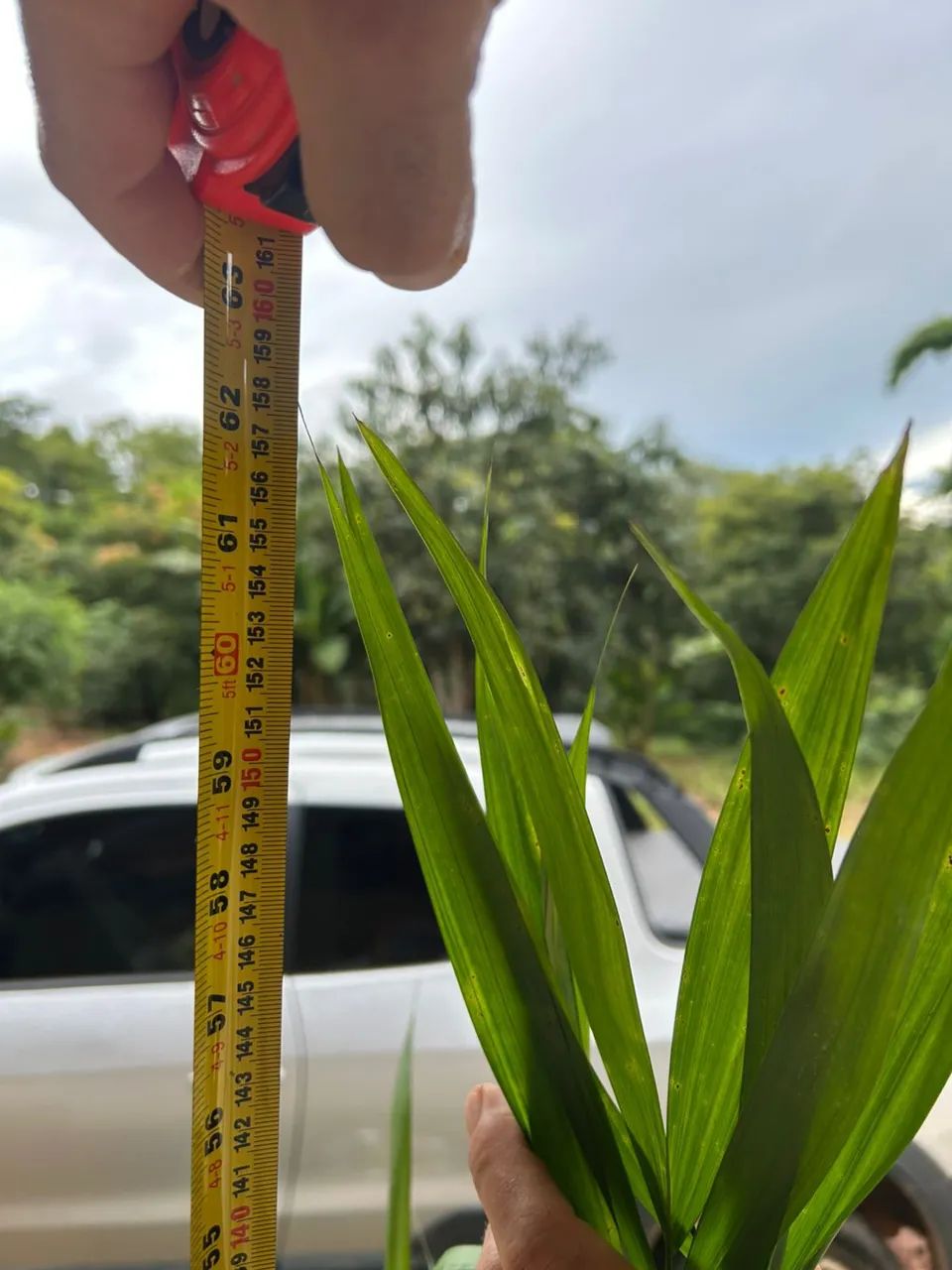Muda de Açaí BRS PAI DEGUA EMBRAPA 1m a 1,2m - Foto 2