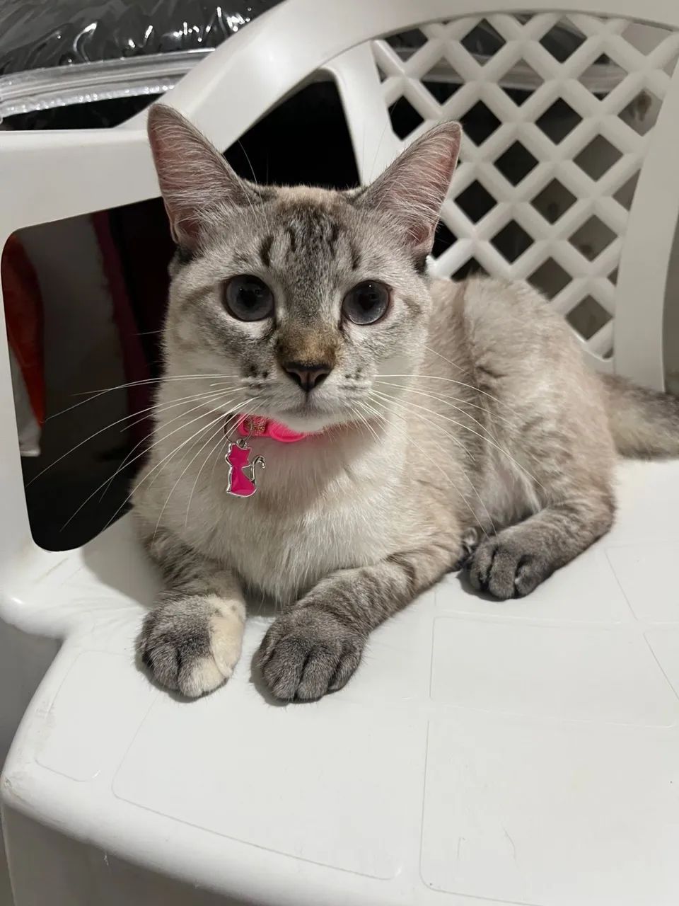 Doa-se gatos - Foto 6