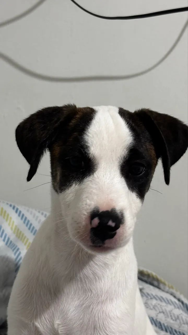 Doação adoção  - Foto 2