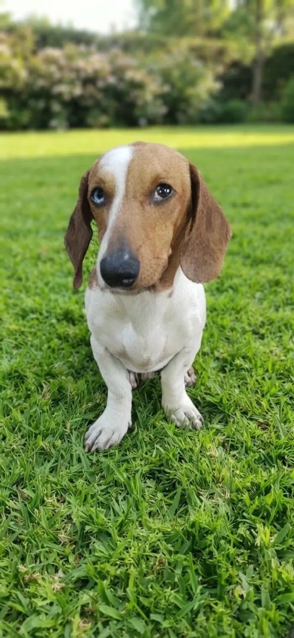 DACHSHUND PIEBALD 8 MESES  - Foto 3