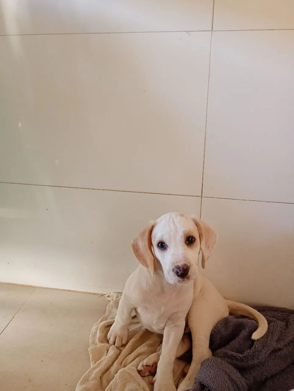Filhotes de beagle à venda - Foto 3