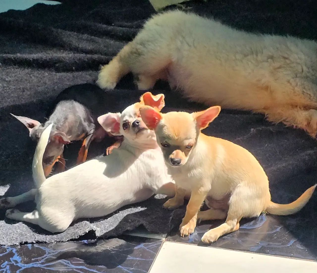 Chihuahua  - Foto 4