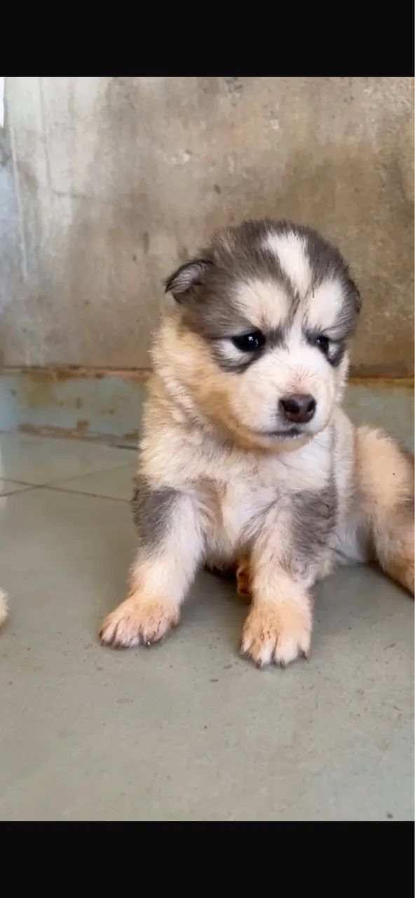 Cachorro  - Foto 2