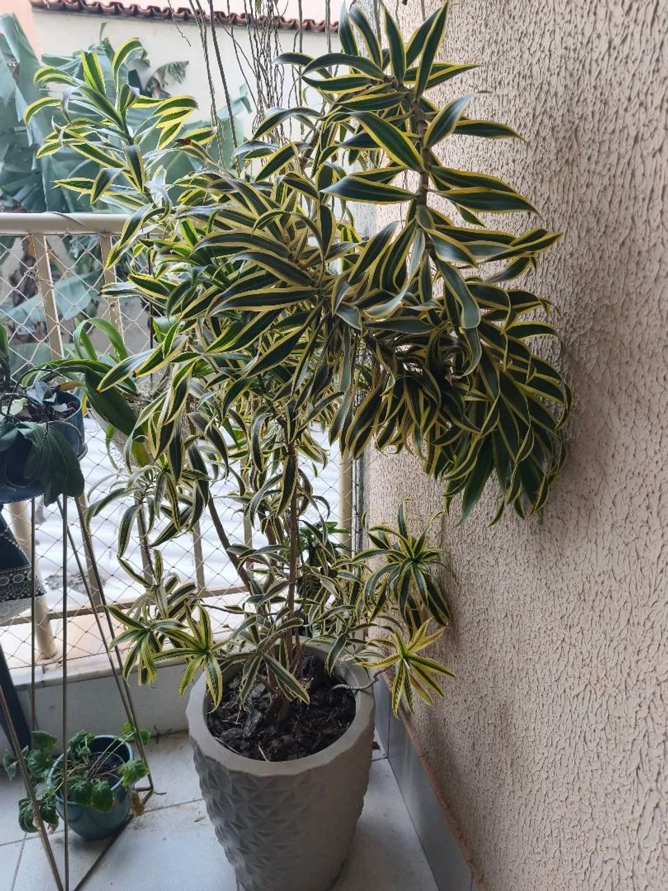 Pleomele (Dracena reflexa) - Foto 2