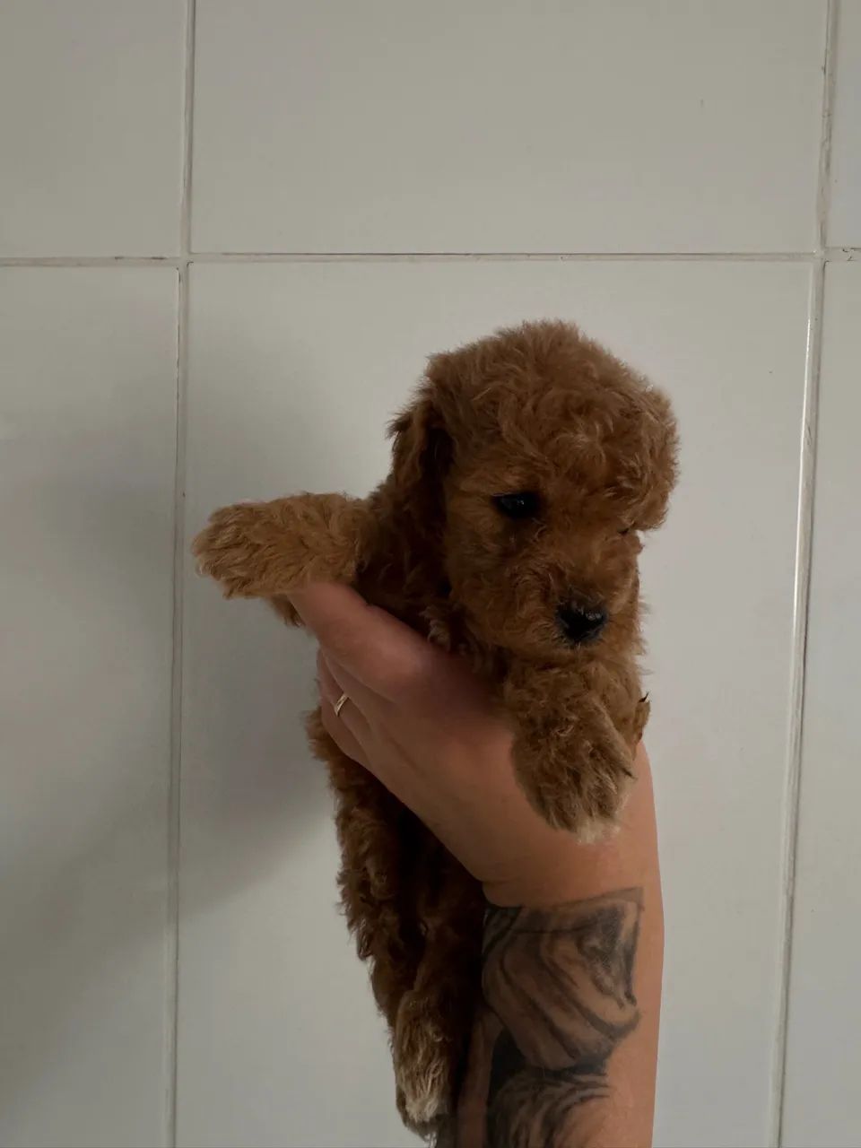 Poodle Toy Red com garantia - Foto 2