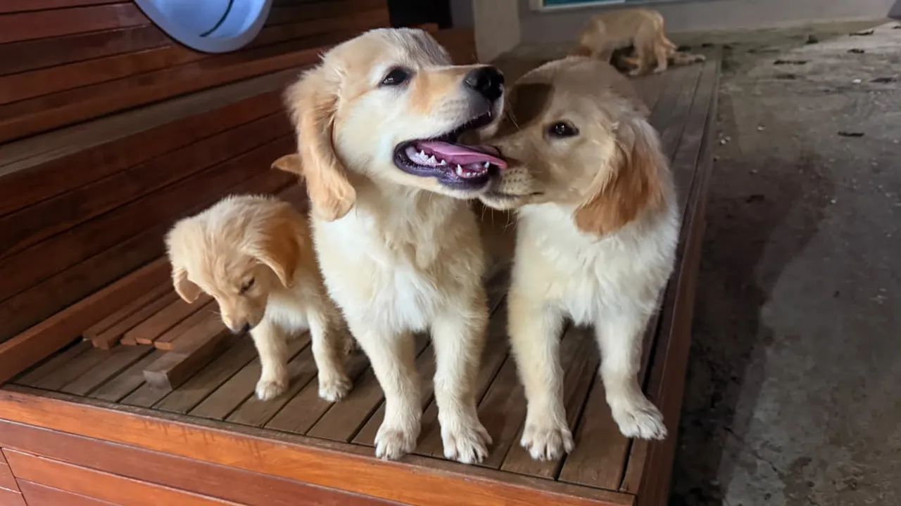 Golden retriever  - Foto 3
