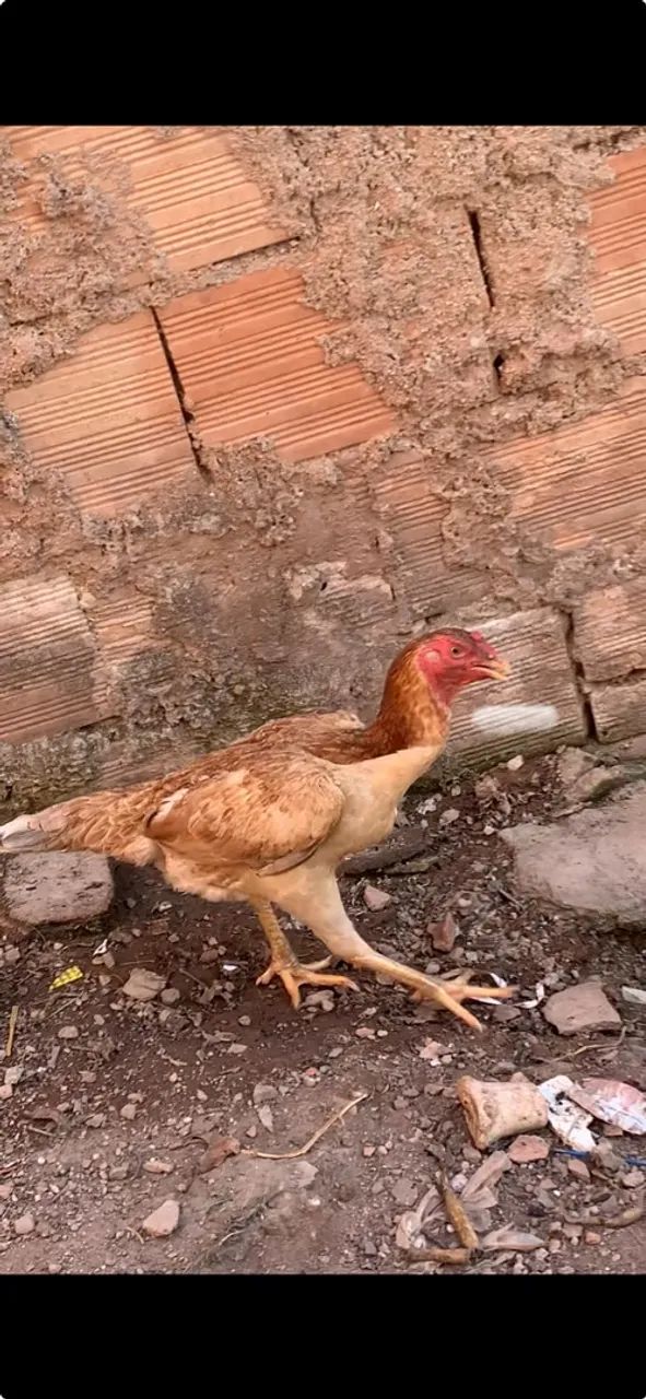 Galinha Índia  - Foto 2