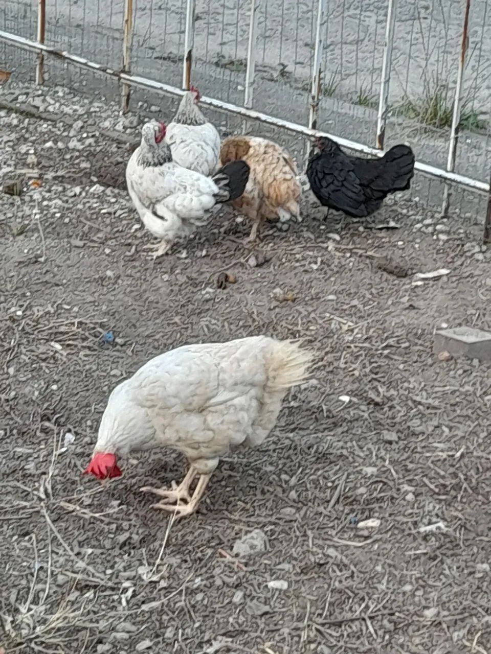 Galinha ponhedeira 