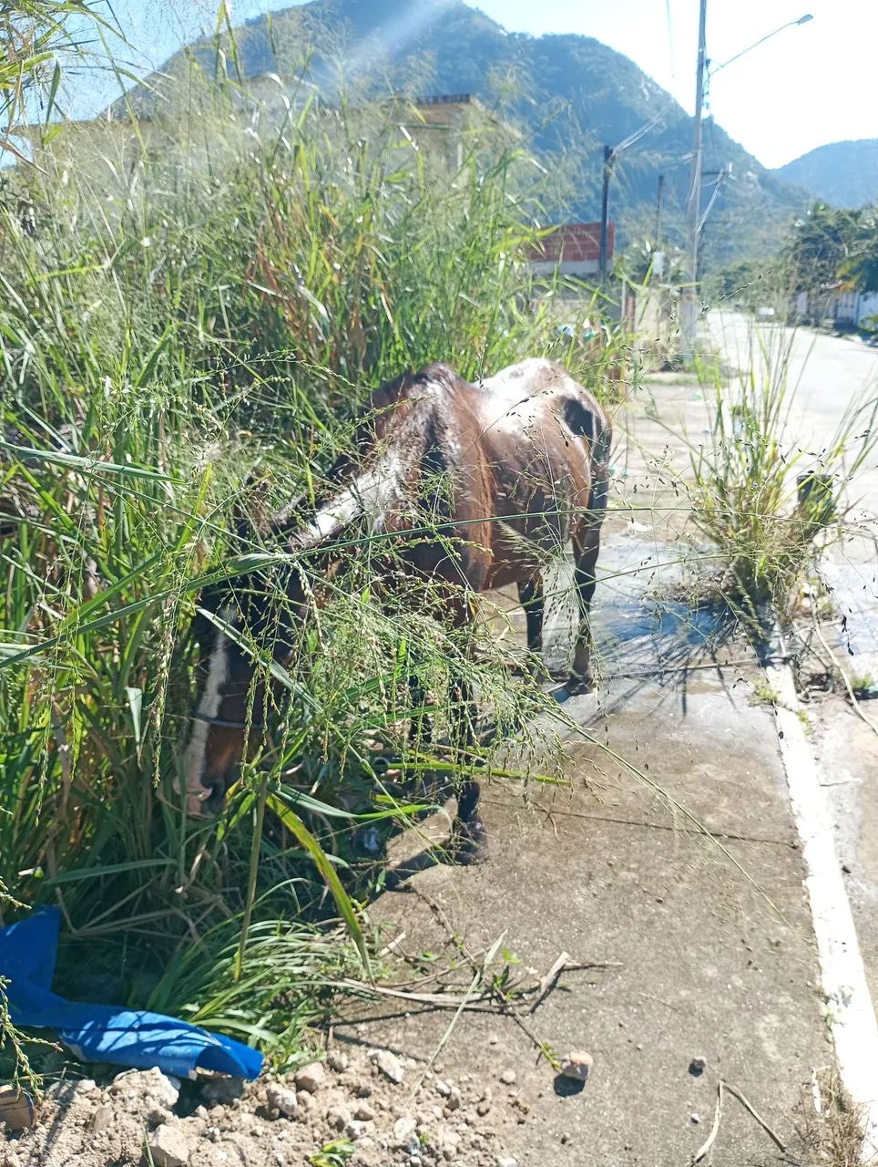 Égua 