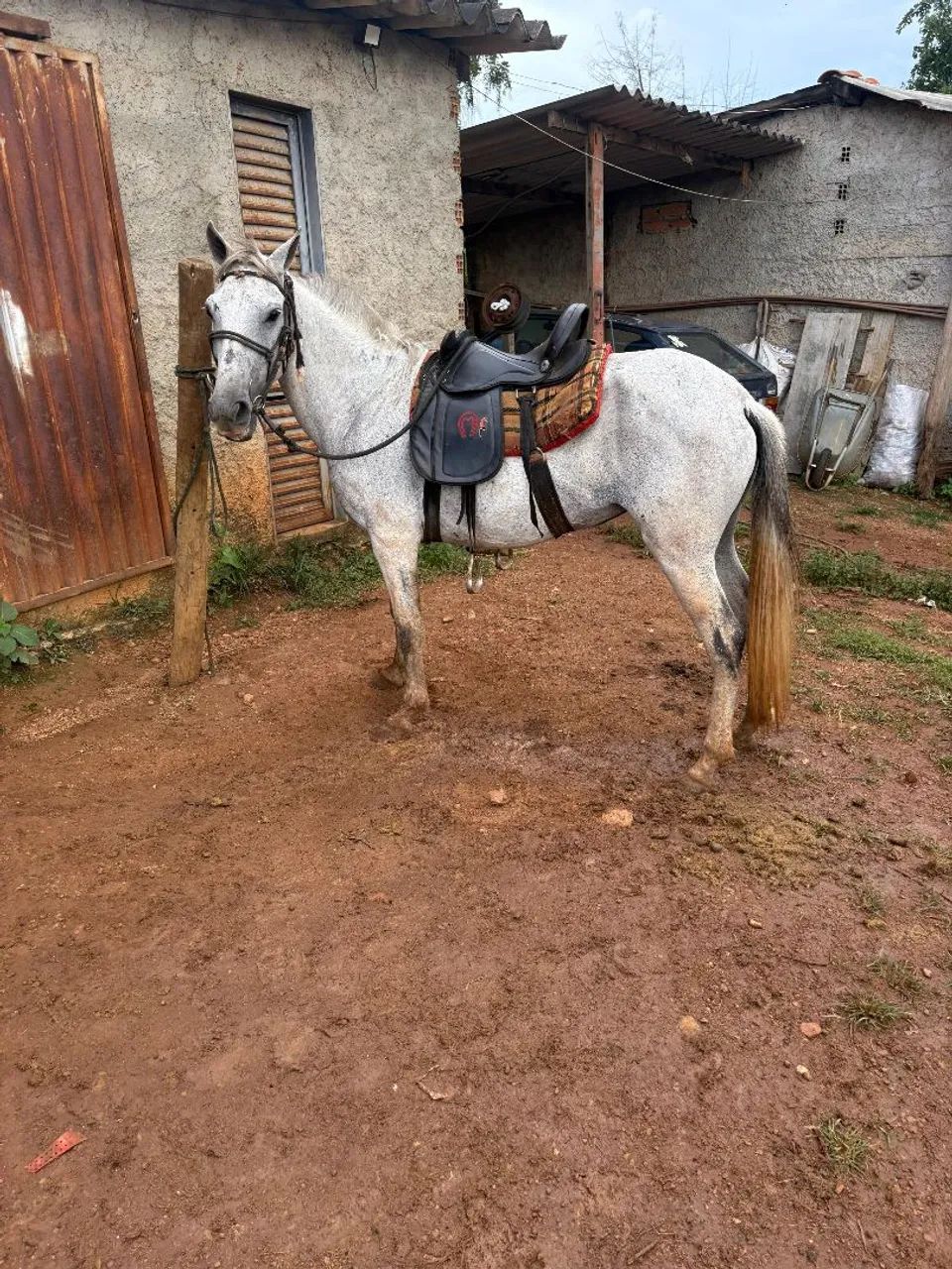 Égua piquirinha montada pra vender 