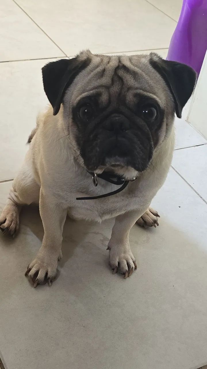 Vendendo o Dog
