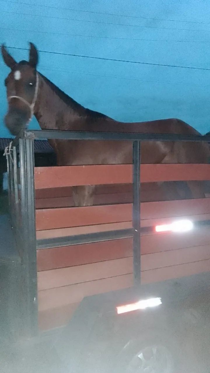Transporte de cavalos 