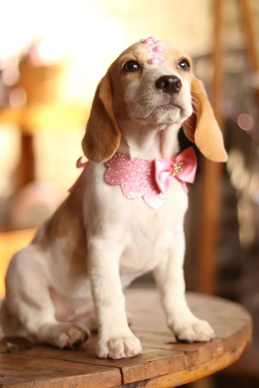 BEAGLES PARCELAMOS  - Foto 4