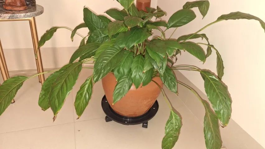 Vaso com lírio  - Foto 3
