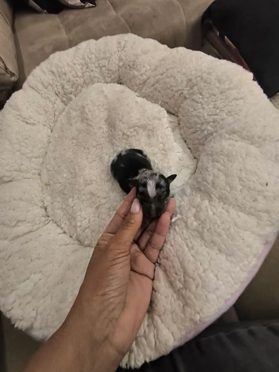 Pinscher zero mofadinnho  - Foto 4
