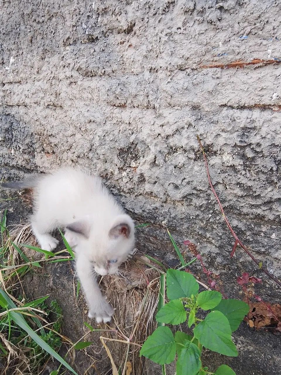Gato pra doação  - Foto 2