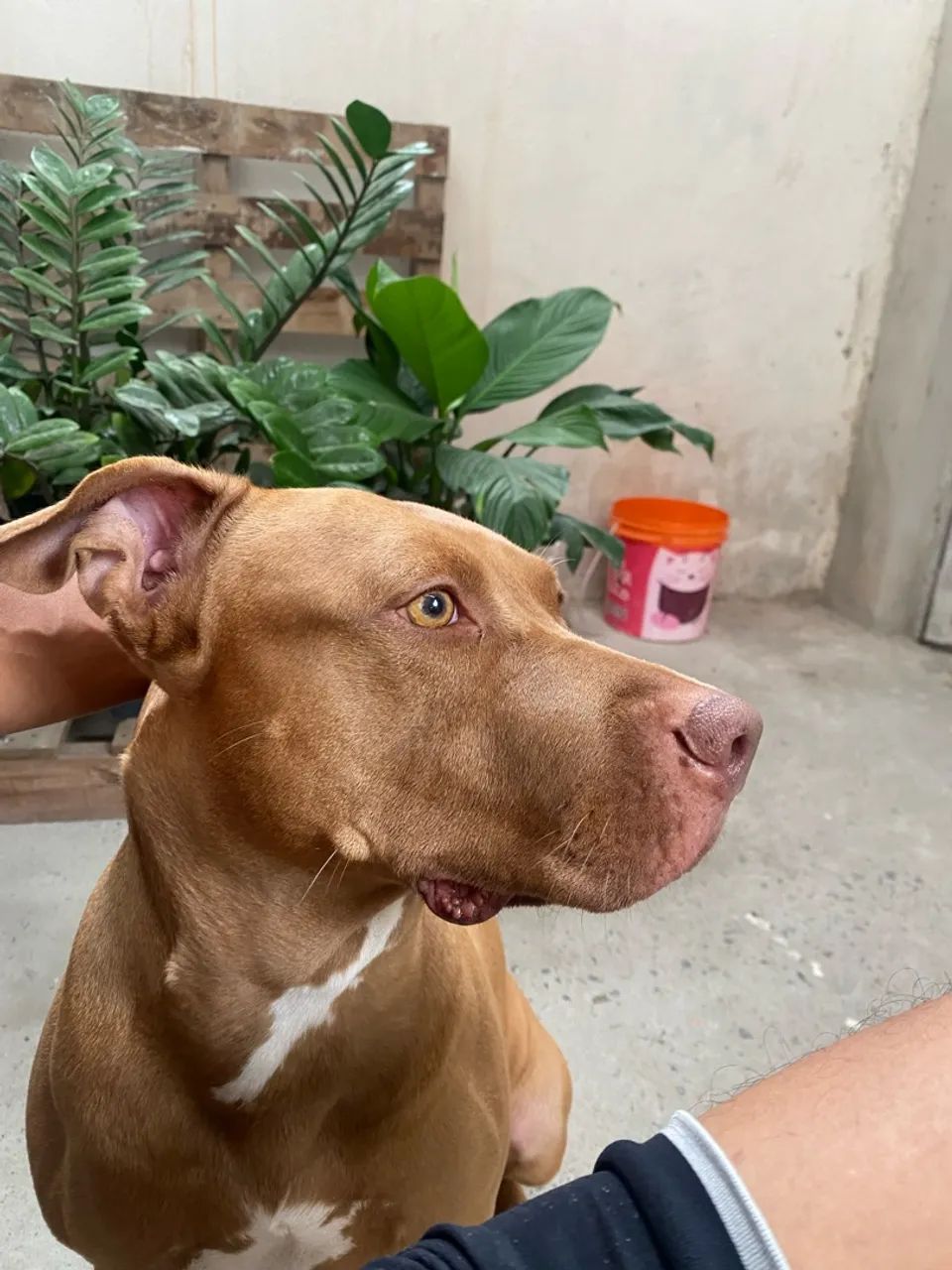 Pitibull para doação  - Foto 2