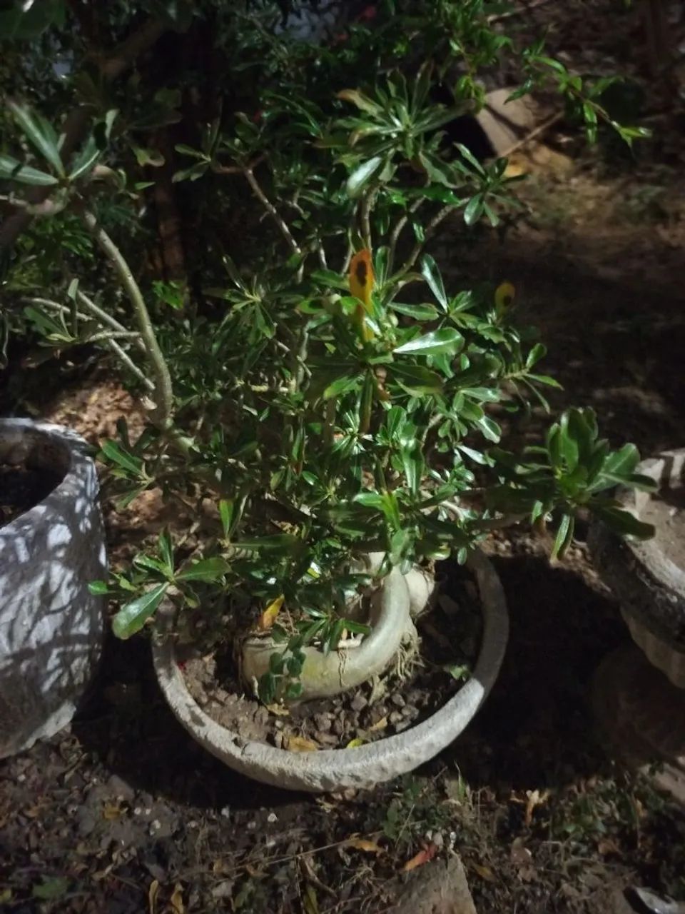 Rosa do deserto  - Foto 2