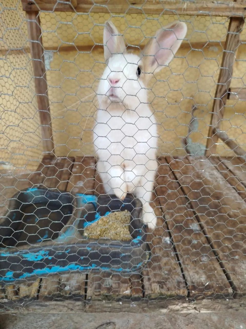 Vendo ou troco Coelho  - Foto 5