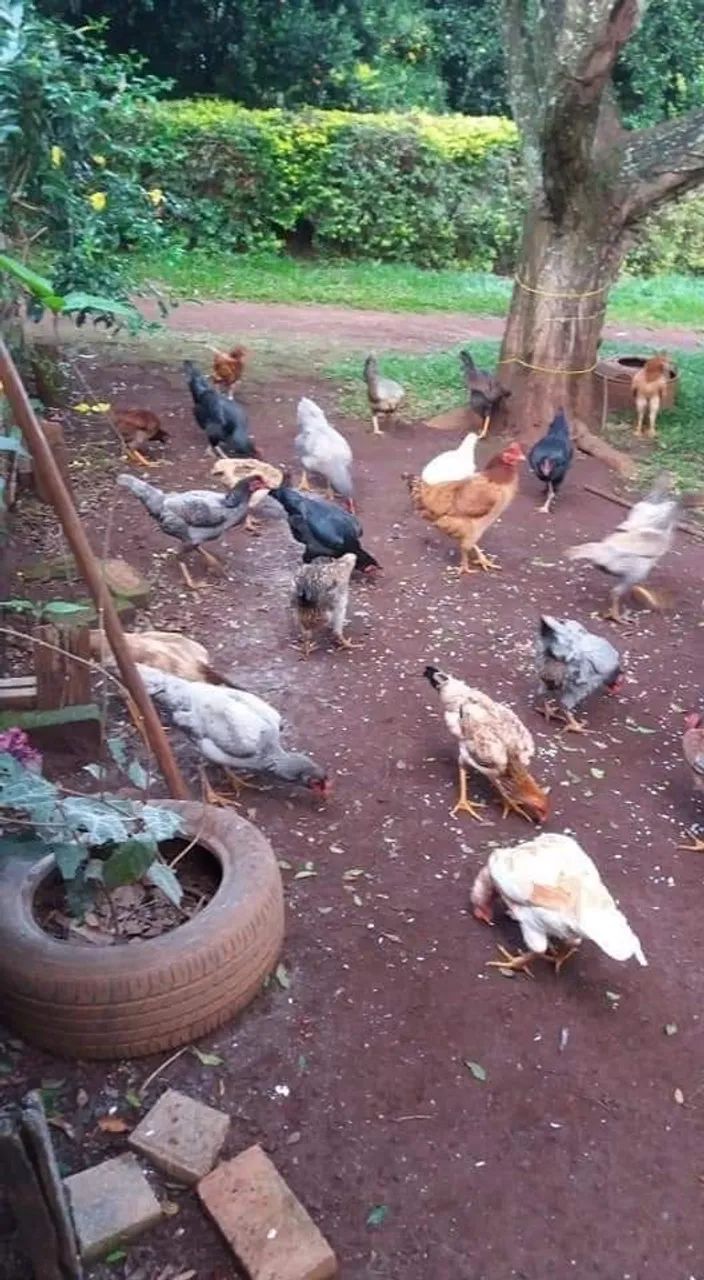 Frangos e galinhas Caipira - Foto 2