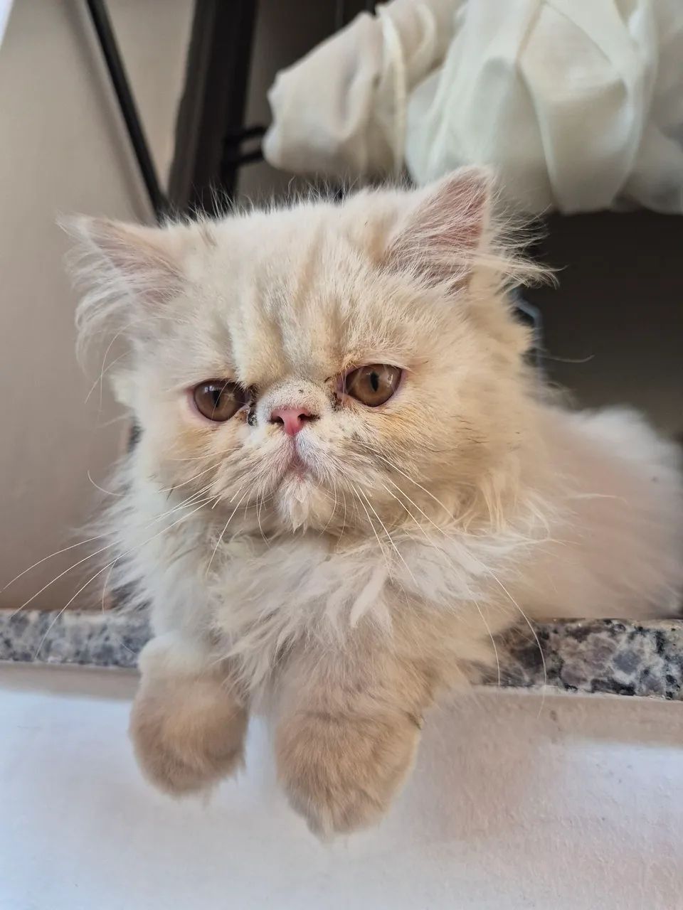 Gato Persa