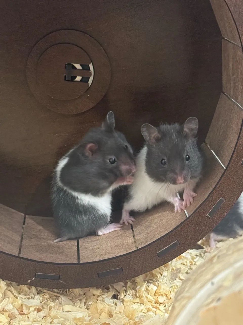 Hamster Sírio  - Foto 2