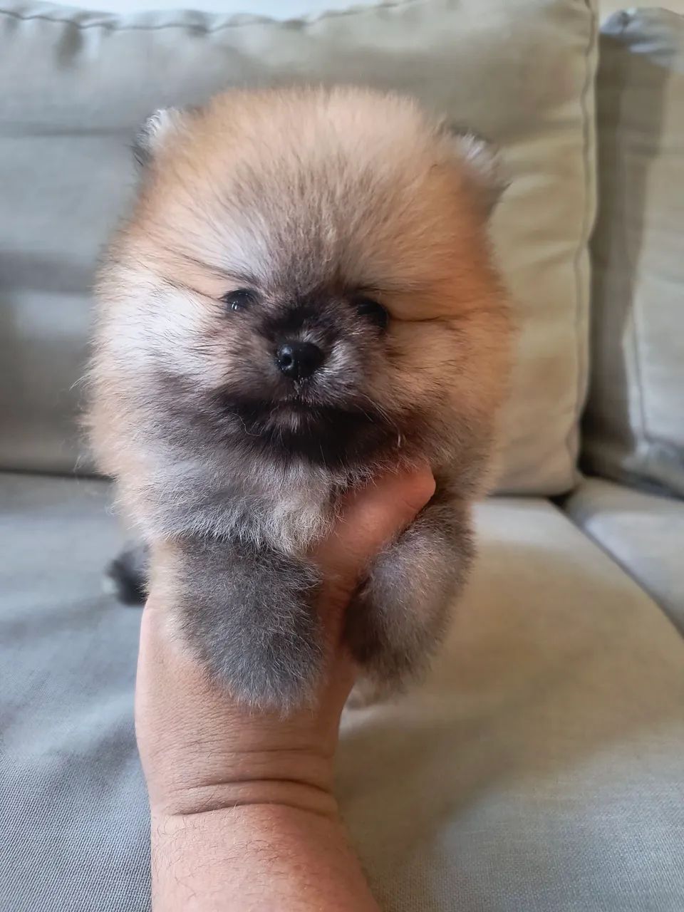 Spitz alemão anão  - Foto 2