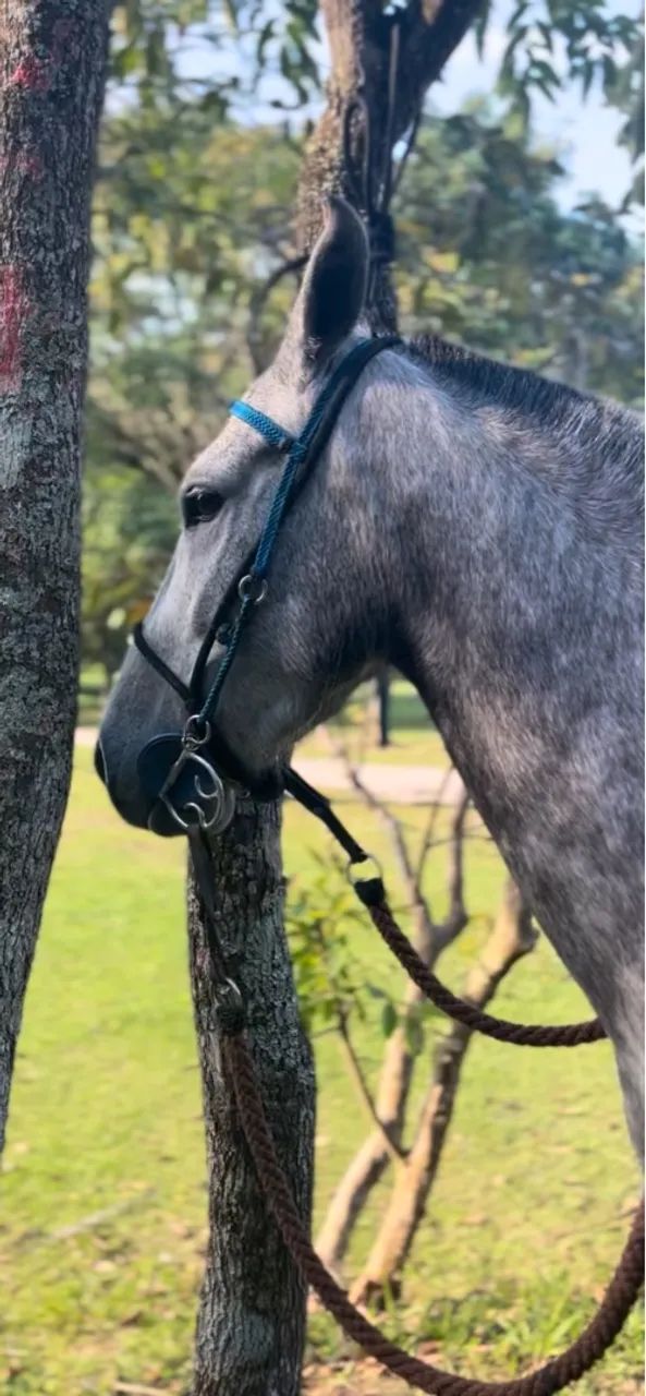 Sela de pista e cavalgada  - Foto 3