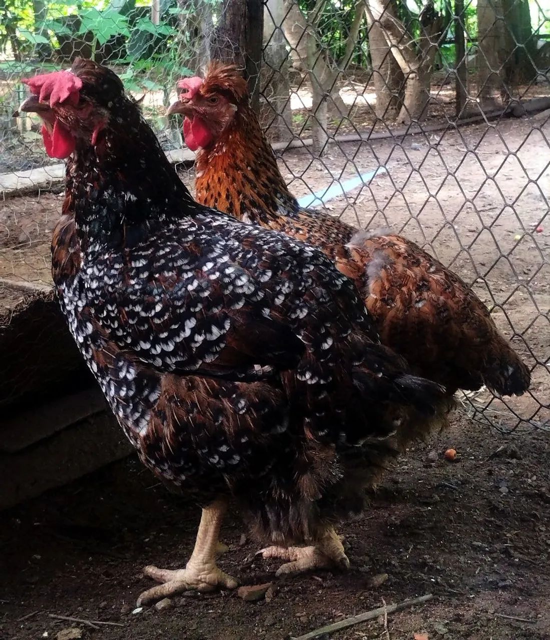 galinha gsb puras. - Foto 5