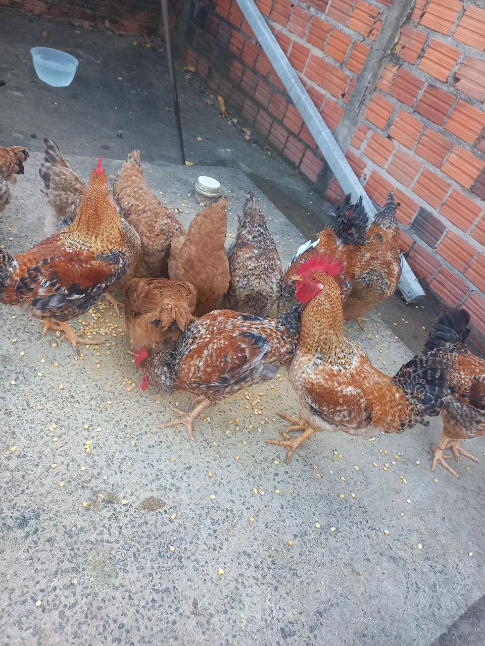 Ovos de galinha caipira  - Foto 2