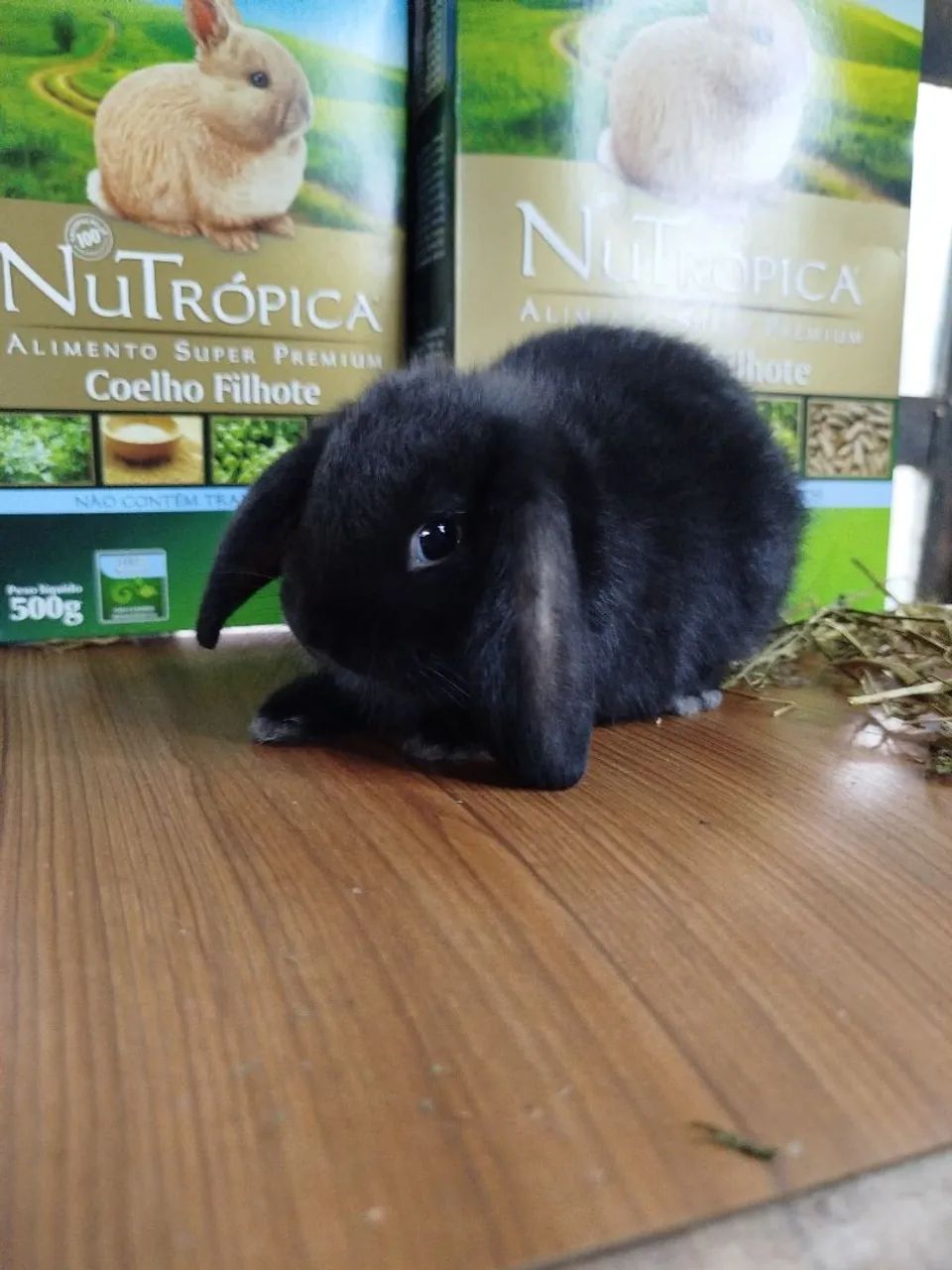 Mini Coelho Variadas Raças e VALORES  - Foto 6