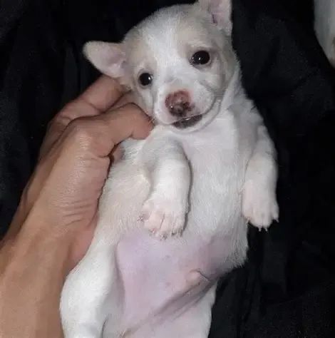 chihuahua - Foto 3