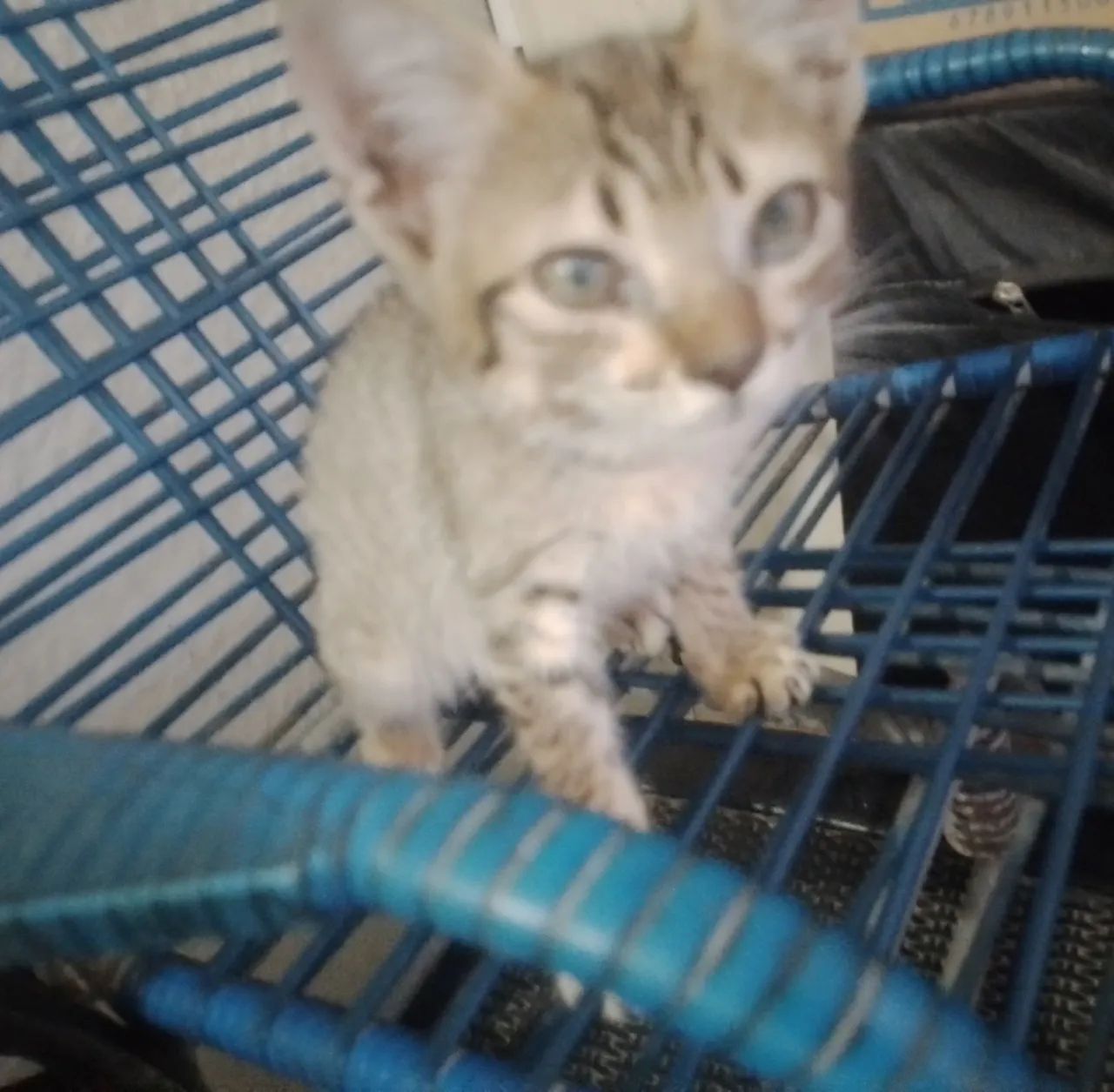 Gata pra doação 