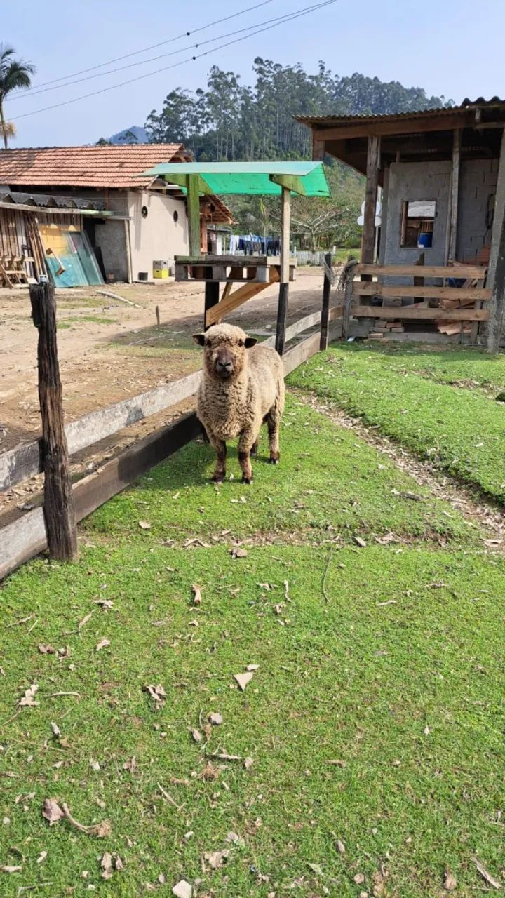 Vendo Ovelhas e Carneiros - Foto 3