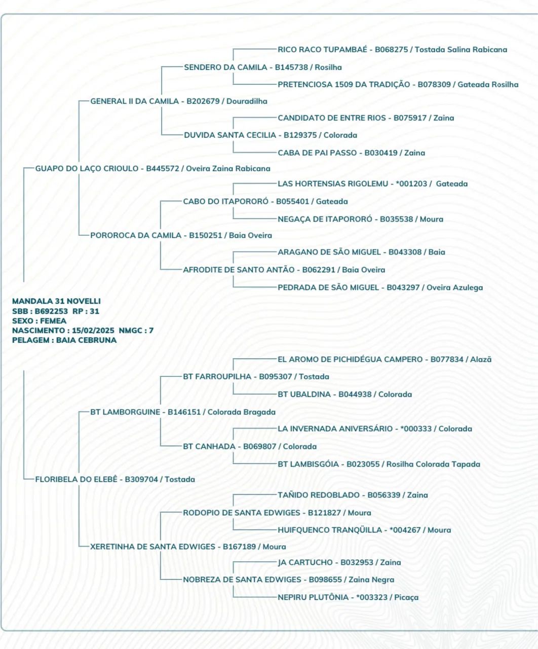 Potra Baia Bragada - Foto 4