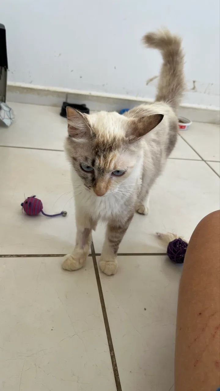 Gatinha castrada adoção  - Foto 2