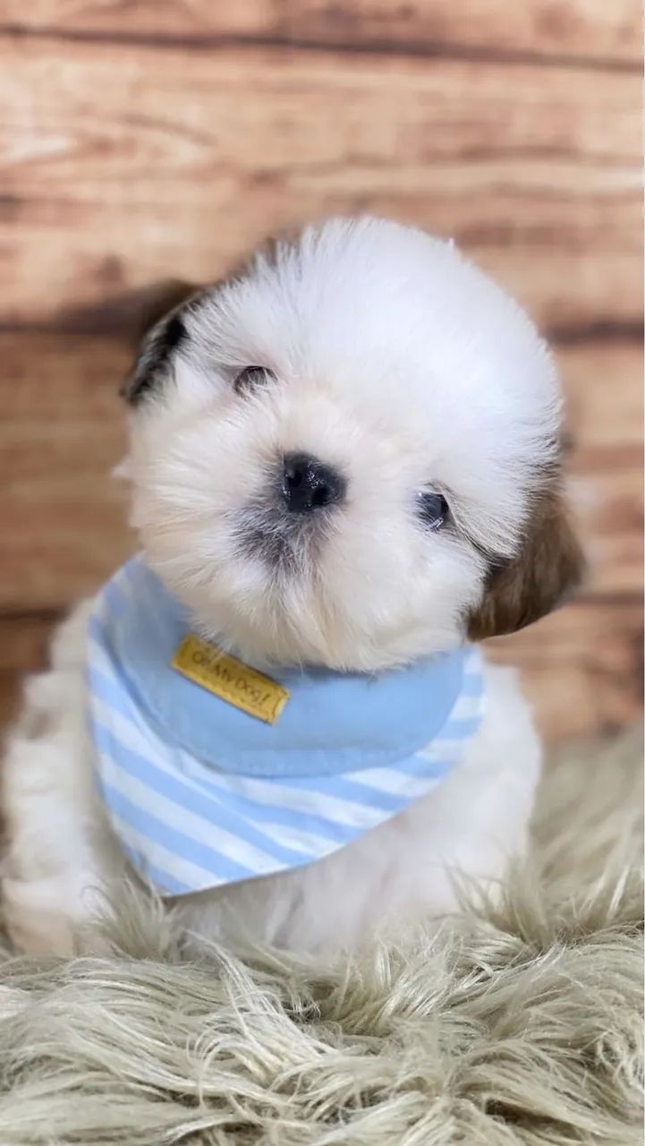 Shihtzu miniaturas  - Foto 5
