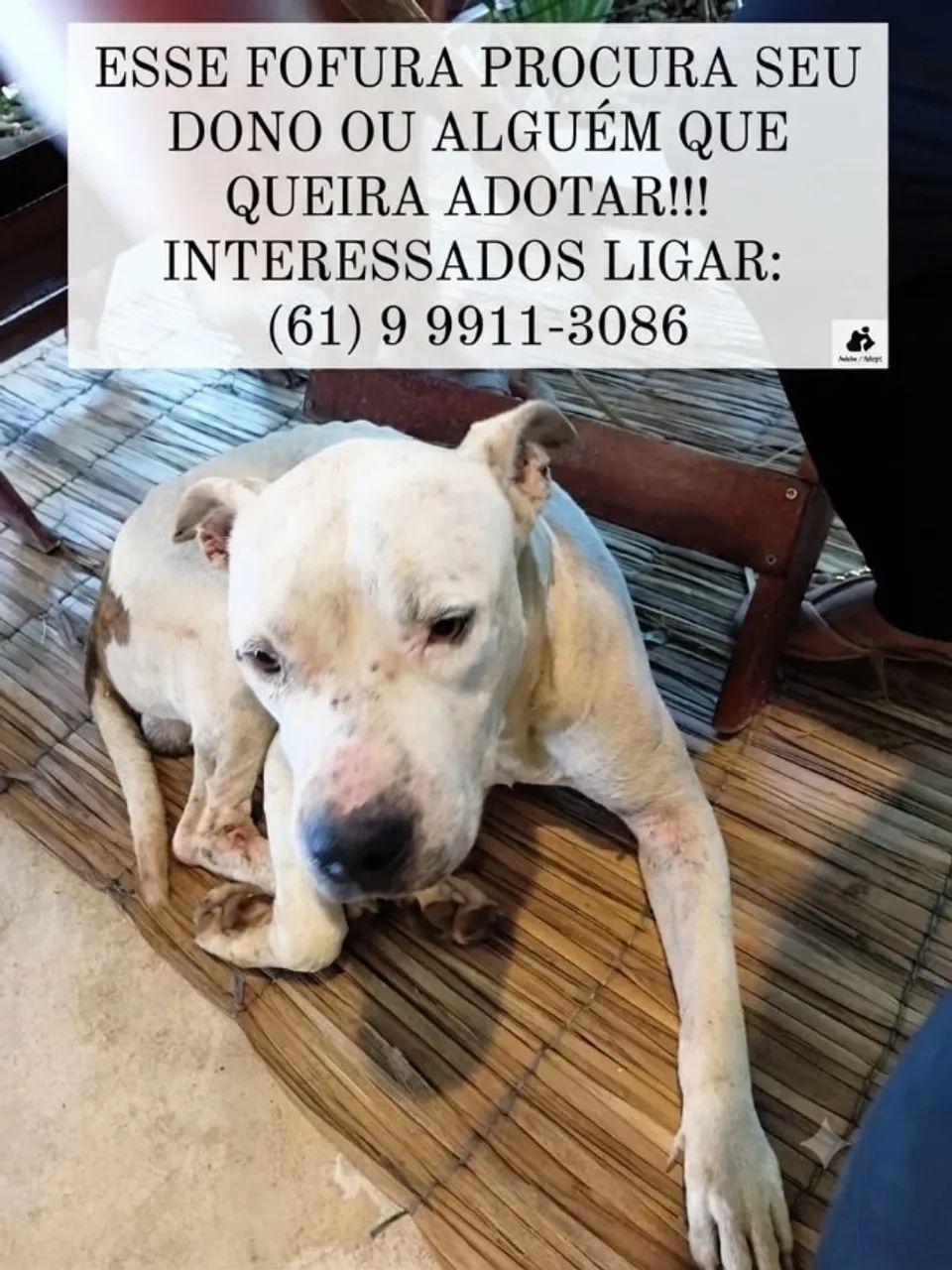 Pet pitbull - Foto 2
