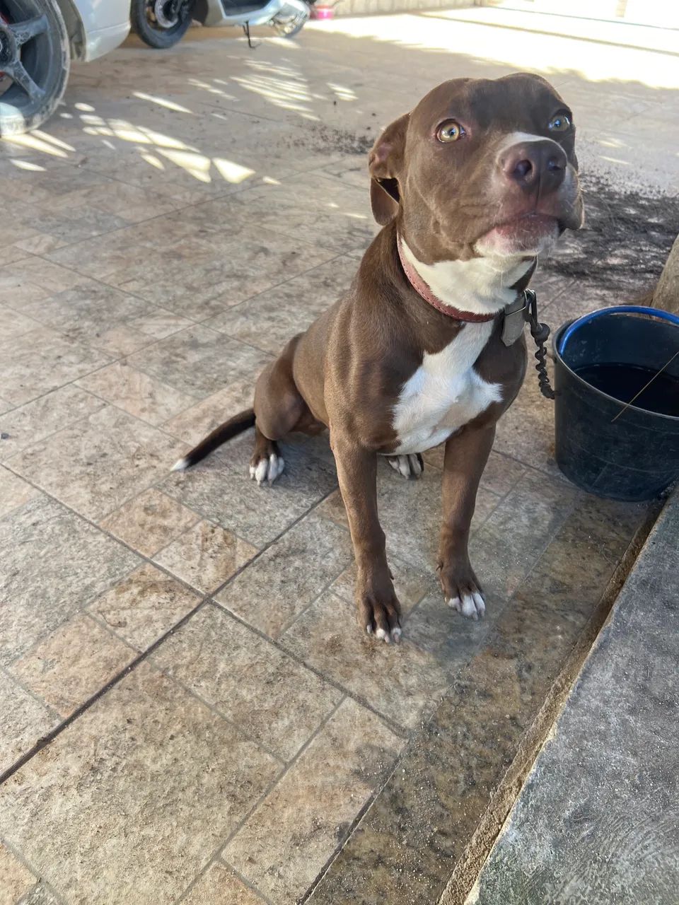 Filhote pitbull