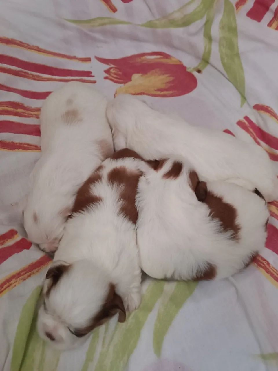 Filhotes de Shitzu  - Foto 2