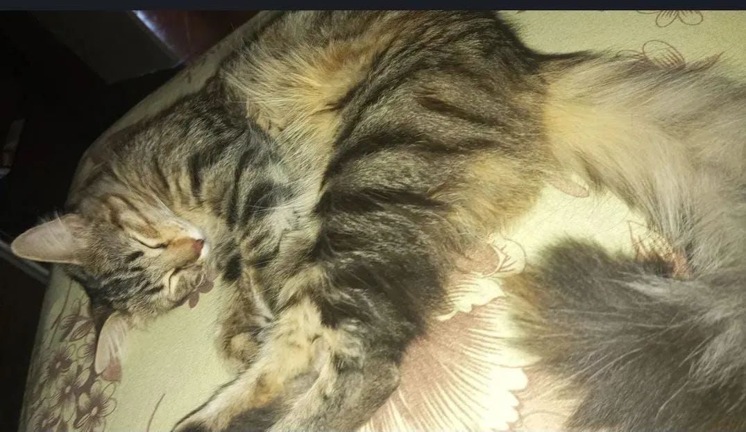 Doação de gata - Foto 5